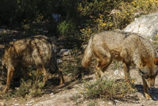 Artemisan pide a Teresa Ribera que retire al lobo del LESPRE tras la propuesta de la Comisión Europea