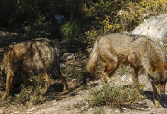 Artemisan pide a Teresa Ribera que retire al lobo del LESPRE tras la propuesta de la Comisión Europea