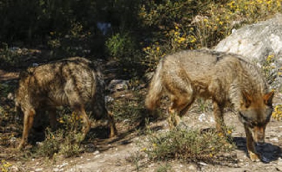 Artemisan pide a Teresa Ribera que retire al lobo del LESPRE tras la propuesta de la Comisión Europea