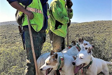 La Asociación Española de Rehalas presenta alegaciones a la propuesta de crear un sistema nacional de registros de proteccion animal