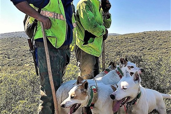 La Asociación Española de Rehalas presenta alegaciones a la propuesta de crear un sistema nacional de registros de proteccion animal