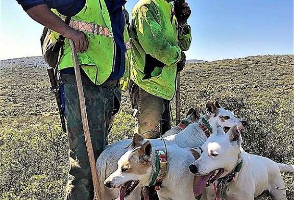 La Asociación Española de Rehalas presenta alegaciones a la propuesta de crear un sistema nacional de registros de proteccion animal