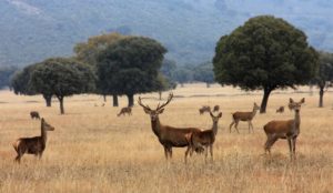 ¿Cómo controlamos la sobreabundancia de ciertas especies de fauna silvestre en los parques nacionales?