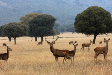 ¿Cómo controlamos la sobreabundancia de ciertas especies de fauna silvestre en los parques nacionales?