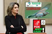 Teresa Ribera, jaque mate a la tórtola… y al PSOE
