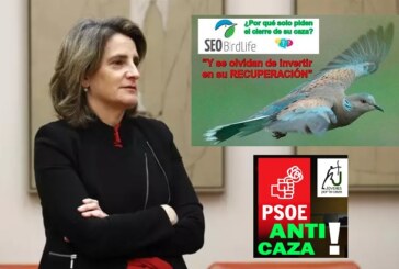 Teresa Ribera, jaque mate a la tórtola… y al PSOE