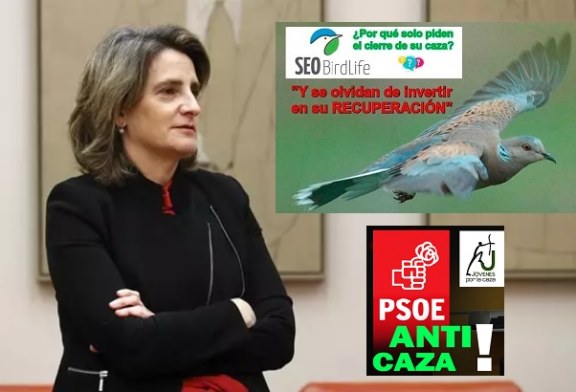 Teresa Ribera, jaque mate a la tórtola… y al PSOE