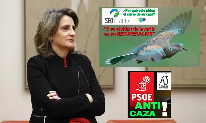 Teresa Ribera, jaque mate a la tórtola… y al PSOE