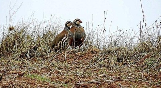 Fundación Artemisan sienta en el banquillo a un grupo de furtivos de perdices en Cádiz