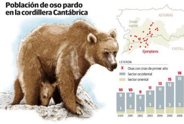 Asturias logra sacar al oso de la extinción