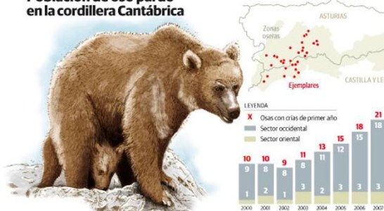Asturias logra sacar al oso de la extinción
