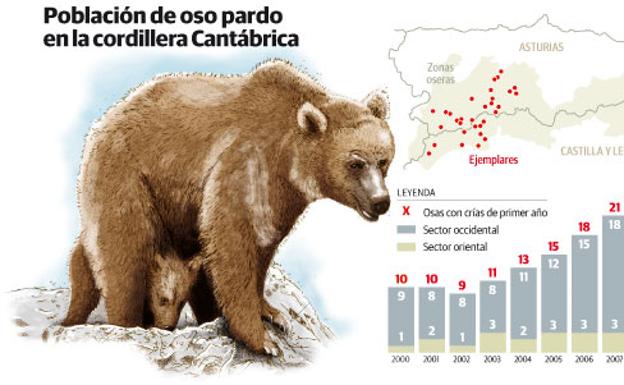 Asturias logra sacar al oso de la extinción