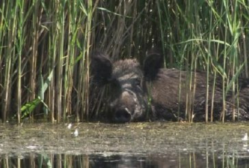 El aumento de la población de jabalíes amenaza la biodiversidad de las Tablas de Daimiel