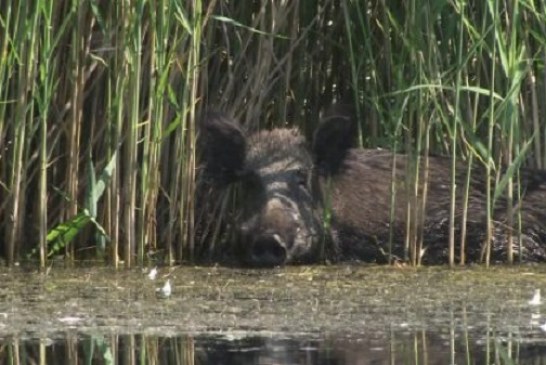 El aumento de la población de jabalíes amenaza la biodiversidad de las Tablas de Daimiel