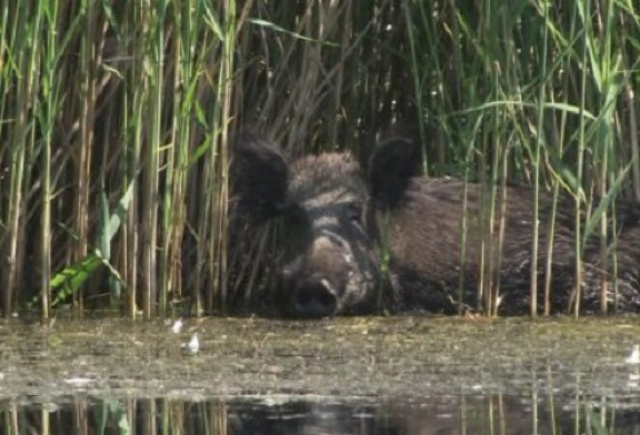 El aumento de la población de jabalíes amenaza la biodiversidad de las Tablas de Daimiel