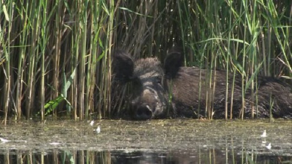 El aumento de la población de jabalíes amenaza la biodiversidad de las Tablas de Daimiel