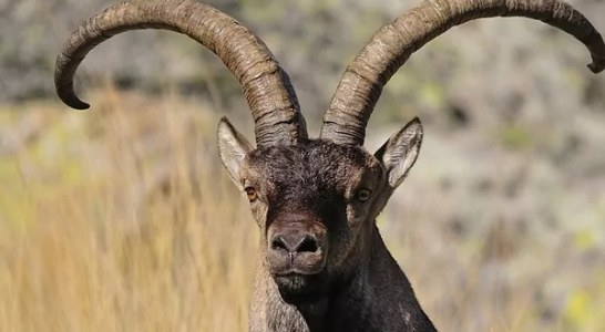 La cabra montesa, a punto de morir de éxito en España