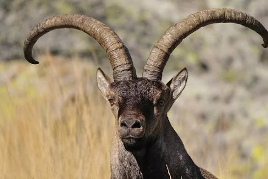 La cabra montesa, a punto de morir de éxito en España