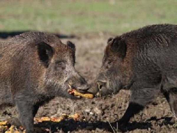 Cantabria mantiene los cupos máximos de caza en la nueva temporada y aumenta la presión sobre el jabalí