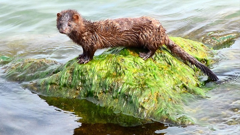 La costosa caza del visón americano, un portador de la COVID que invade ríos y lagunas