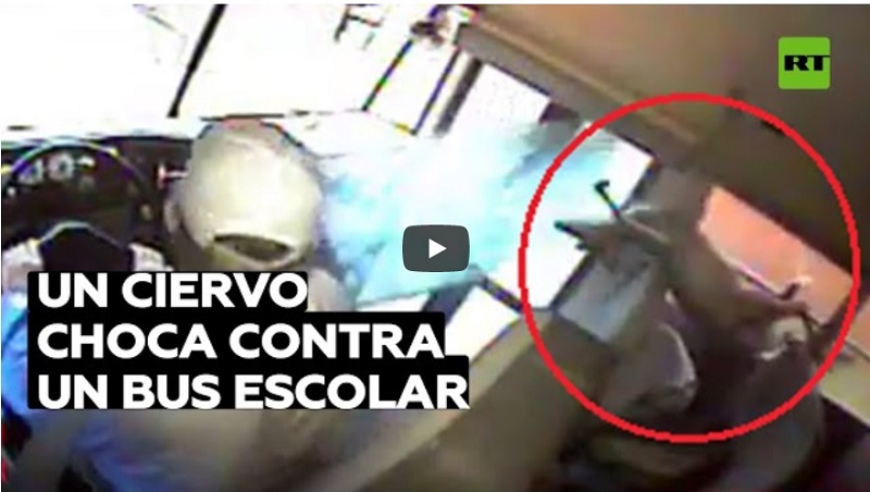 VIDEO: Una cierva choca contra un bus escolar, rompe el parabrisas y aterriza sobre un estudiante dormido