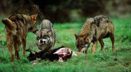 Fundación Artemisan advierte que las bases para la elaboración de la estrategia de conservación del lobo del MITERD abren las puertas a traslocaciones