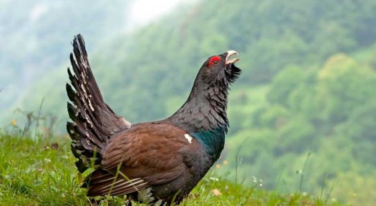 El gallo del monte