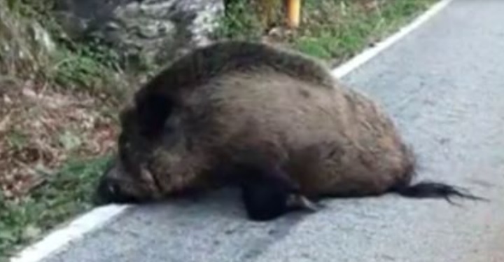 Unos pescadores presencian como un jabalí agoniza tras ser atacado por una osa que protegía a sus crías