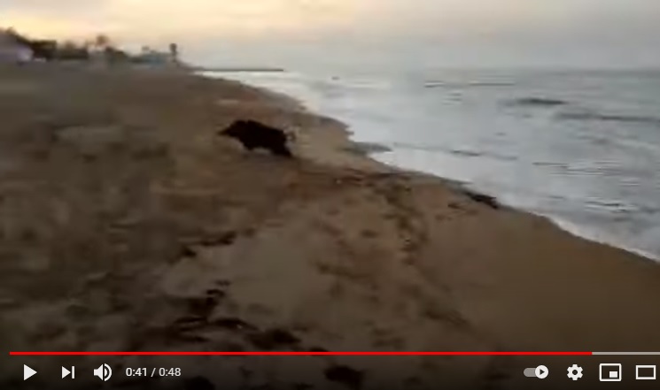 Un jabalí se da un chapuzón en la playa de Denia ante el asombro de los paseantes