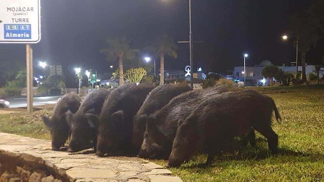 Jabalís sueltos obligan a cerrar un Parque público