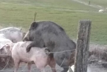 La peste porcina africana PPA, más cerca de España tras detectarse un foco en Italia