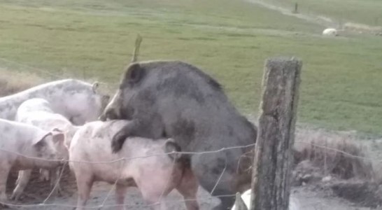 La peste porcina africana PPA, más cerca de España tras detectarse un foco en Italia
