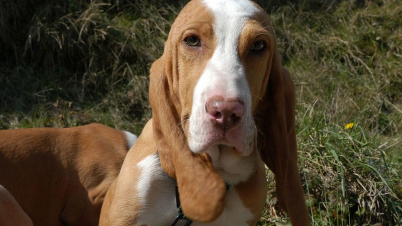 PERROS DE CAZA. MEJOR A LA VASCA