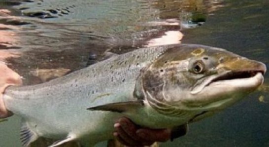 El torpedo de los ríos, un pez de ida y vuelta