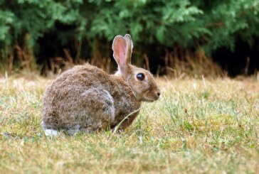 ¿Sabes cómo varían las garrapatas en los conejos de monte a lo largo del año?