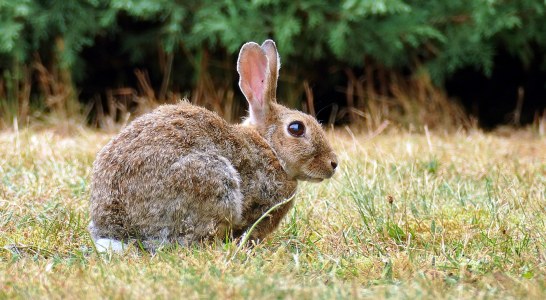 ¿Sabes cómo varían las garrapatas en los conejos de monte a lo largo del año?