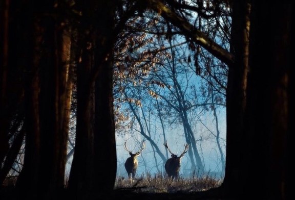 Acusan al Gobierno de España de utilizar dinero público para sacrificar 40 ungulados “sin criterios de conservación ni de gestión”