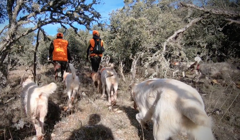 ARRECAL reclama mejorar la regulación rehala y la montería en el reglamento de caza de Castilla-La Mancha