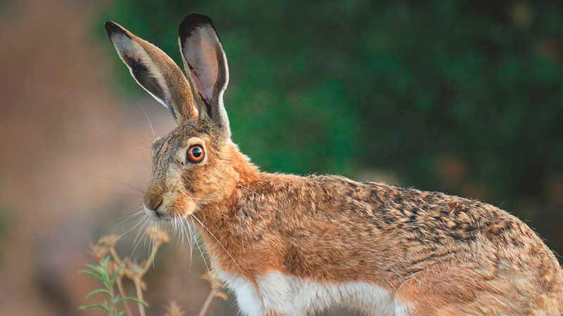 El Plan Anual de la Reserva Regional de Caza Saja aumenta las cacerías de becada y liebre