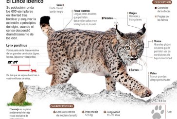 FEDEXCAZA pide pena de cárcel para los dos acusados por la muerte de un lince en una finca de Don Benito