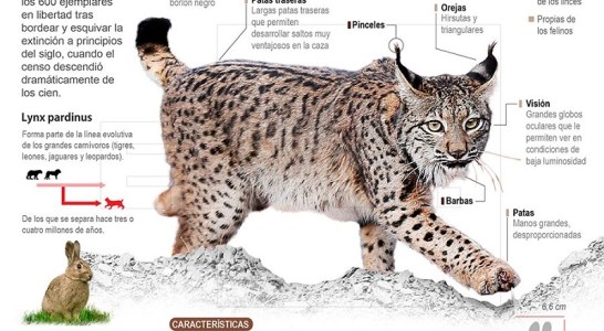 FEDEXCAZA pide pena de cárcel para los dos acusados por la muerte de un lince en una finca de Don Benito