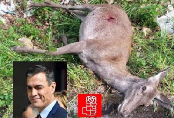 Fundación Artemisan y RFEC denunciarán ante la Fiscalía General del Estado la “matanza” de 40 animales en Monfragüe