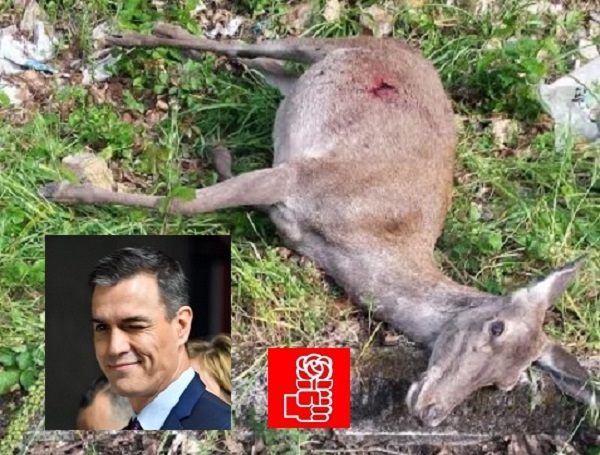 Fundación Artemisan y RFEC denunciarán ante la Fiscalía General del Estado la “matanza” de 40 animales en Monfragüe