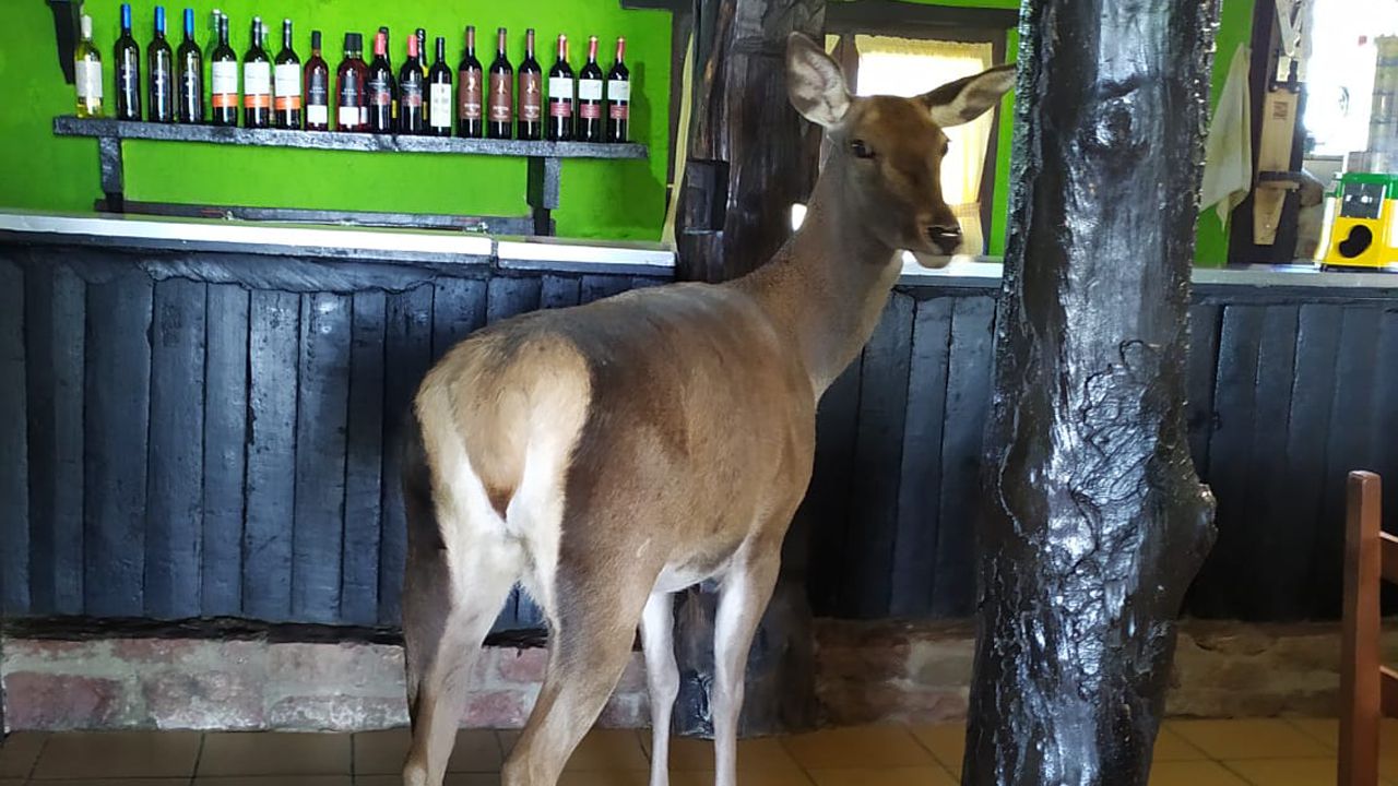 ¿Cómo acabó ahí?: la imagen de un ciervo dentro de un bar en Asturias