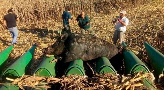 Cosechaban maíz y chocaron con un jabalí de 270 kilos
