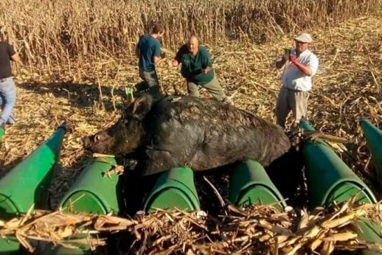 Cosechaban maíz y chocaron con un jabalí de 270 kilos