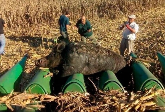 Cosechaban maíz y chocaron con un jabalí de 270 kilos