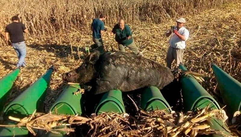 Cosechaban maíz y chocaron con un jabalí de 270 kilos