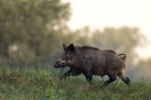 Las poblaciones de jabalíes crecen un 40% al año y general problemas sanitarios y ambientales