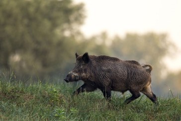 Las poblaciones de jabalíes crecen un 40% al año y general problemas sanitarios y ambientales